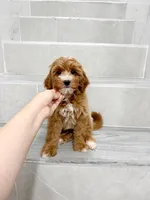 jason, a male Cavapoo for sale in New York City, NY – 1 of 10