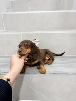 dachshund 4, a male Miniature Dachshund for sale in New York City, NY – 8 of 10