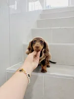 levi, a male Miniature Dachshund for sale in New York City, NY – 7 of 10