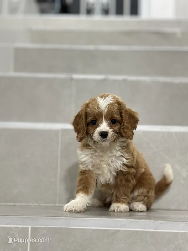 amy – Cockapoo puppy for sale in New York City, NY