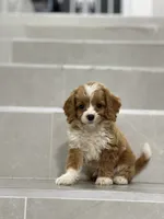 amy, a female Cockapoo for sale in New York City, NY – 1 of 1