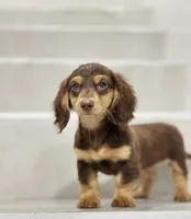 vincent2, a male Miniature Dachshund for sale in New York City, NY – 4 of 4