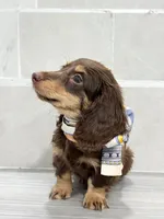 dachshund 1, a male Miniature Dachshund for sale in New York City, NY – 2 of 10
