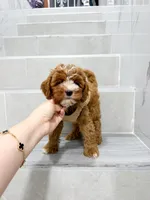 jack, a male Cavapoo for sale in New York City, NY – 3 of 10