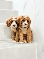 anne, a male Cavapoo for sale in New York City, NY – 8 of 10