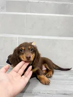 dachshund 4, a male Miniature Dachshund for sale in New York City, NY – 10 of 10