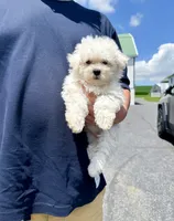 amy, a female Bichon Frise for sale in New York City, NY – 3 of 3