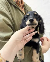 milk, a male Miniature Dachshund for sale in New York City, NY – 8 of 9