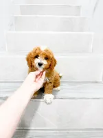 jacky, a male Maltipoo for sale in New York City, NY – 1 of 10