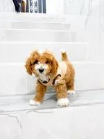 jacky, a male Maltipoo for sale in New York City, NY – 10 of 10