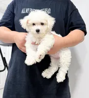 annie, a female Bichon Frise for sale in New York City, NY – 6 of 10