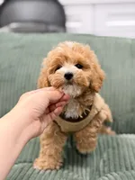 maggie, a female Maltipoo for sale in New York City, NY – 2 of 7