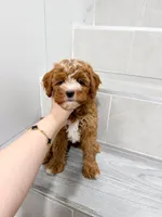 jack, a male Cavapoo for sale in New York City, NY – 8 of 10