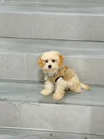 ann, a female Bichon Frise and Poodle - Toy  for sale in New York City, NY – 4 of 9