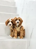 anne, a male Cavapoo for sale in New York City, NY – 4 of 10