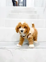 jacky, a male Maltipoo for sale in New York City, NY – 4 of 10