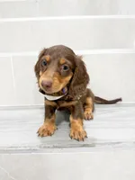 dachshund 3, a male Miniature Dachshund for sale in New York City, NY – 2 of 10