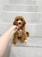 jason, a male Cavapoo for sale in New York City, NY – 8 of 10