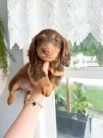 deson, a male Miniature Dachshund for sale in New York City, NY – 1 of 3
