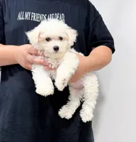 annie, a female Bichon Frise for sale in New York City, NY – 3 of 10