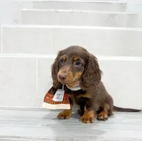 dachshund 2, a male Miniature Dachshund for sale in New York City, NY – 9 of 10
