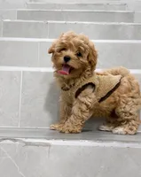 Jason, a male Maltipoo for sale in New York City, NY – 2 of 10