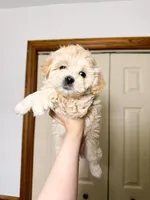 amy, a female Maltipoo for sale in New York City, NY – Photo 6 of 6