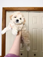 amy, a female Maltipoo for sale in New York City, NY – Photo 2 of 6