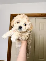 amy, a female Maltipoo for sale in New York City, NY – Photo 3 of 6