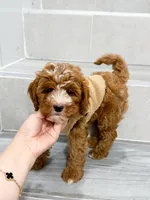 jack, a male Cavapoo for sale in New York City, NY – 7 of 10