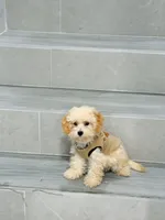 ann, a female Bichon Frise and Poodle - Toy  for sale in New York City, NY – 7 of 9