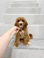 jason, a male Cavapoo for sale in New York City, NY – 9 of 10