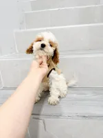 mld, a female Cockapoo for sale in New York City, NY – 4 of 10