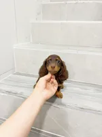 jerry, a male Miniature Dachshund for sale in New York City, NY – 4 of 4