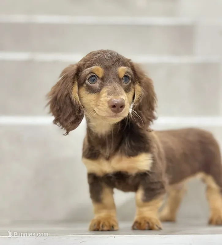 vincent2 – Miniature Dachshund puppy for sale in New York City, NY
