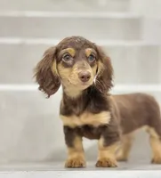 vincent2, a male Miniature Dachshund for sale in New York City, NY – 1 of 4