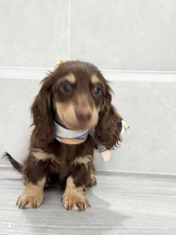 dachshund 1 – Miniature Dachshund puppy for sale in New York City, NY