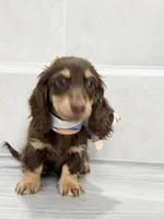 dachshund 1, a male Miniature Dachshund for sale in New York City, NY – 1 of 10