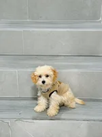 ann, a female Bichon Frise and Poodle - Toy  for sale in New York City, NY – 5 of 9