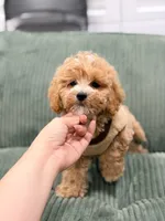 maggie, a female Maltipoo for sale in New York City, NY – 5 of 7