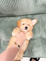 jacky, a male Maltipoo for sale in New York City, NY – 1 of 4