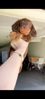 amy, a female Miniature Dachshund for sale in New York City, NY – 2 of 4
