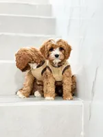 anne, a male Cavapoo for sale in New York City, NY – 9 of 10