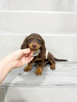 dachshund 3, a male Miniature Dachshund for sale in New York City, NY – 8 of 10