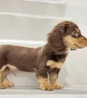 vincent2, a male Miniature Dachshund for sale in New York City, NY – 2 of 4