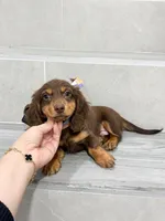 dachshund 4, a male Miniature Dachshund for sale in New York City, NY – 5 of 10