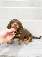 dachshund 3, a male Miniature Dachshund for sale in New York City, NY – 1 of 10