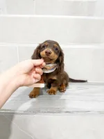 dachshund 2, a male Miniature Dachshund for sale in New York City, NY – 6 of 10