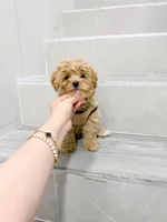 Jason, a male Maltipoo for sale in New York City, NY – 9 of 10