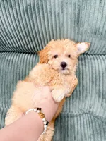 jacky, a male Maltipoo for sale in New York City, NY – 2 of 4